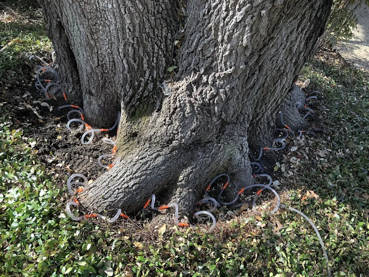 Detailed Tree Cabling and Bracing job site in Portsmouth